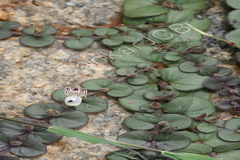 Andrographis serpyllifolia